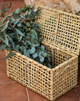 Malle de Rangement LINE avec couvercle posé au sol avec des feuilles d'eucalyptus COSYDAR