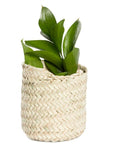 Petite corbeille CLARA ronde en palmier tressé - Cache-pot artisanal avec plante