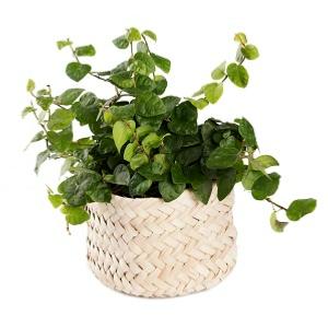 Corbeille Carré 10cm