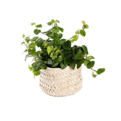 Petit panier en palme tressée