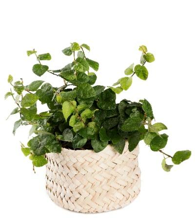 Corbeille Carré 10cm