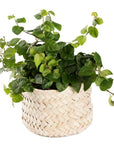 Petit panier en palme tressée