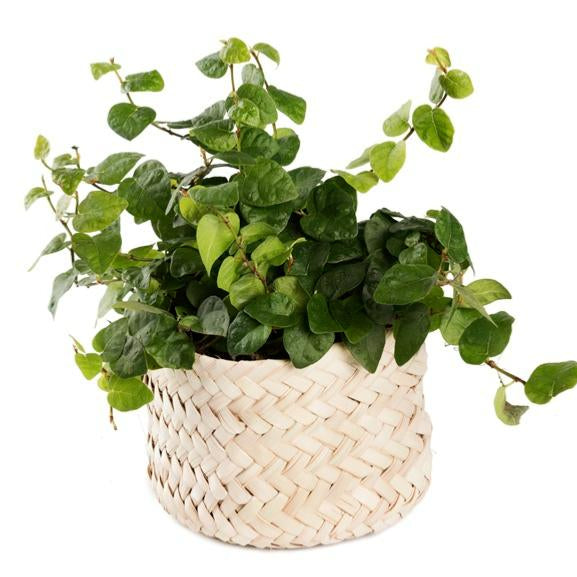 Petite corbeille CLARA tressée en feuille de palmier avec des plantes
